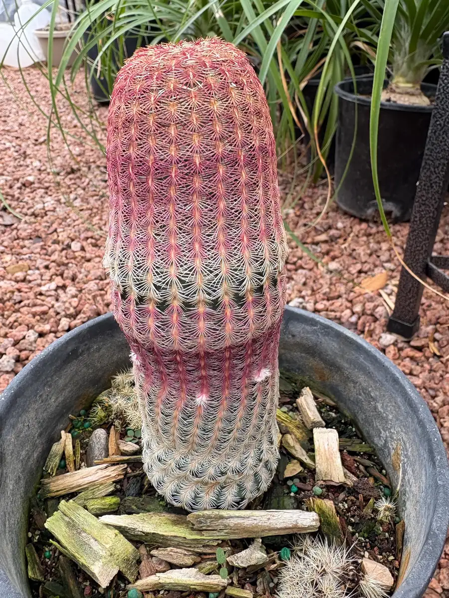 Rainbow Cactus Live Plant – 5 inch Tall – Bare Root Succulent – Indoor/Outdoor - Image 3