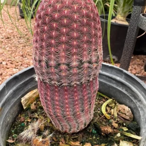 Rainbow Cactus Live Plant – 5 inch Tall – Bare Root Succulent – Indoor/Outdoor - Image 1