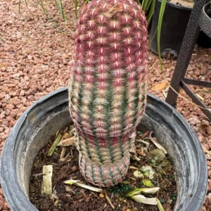 Rainbow Cactus Live Plant – 5 inch Tall – Bare Root Succulent – Indoor/Outdoor - Image 4