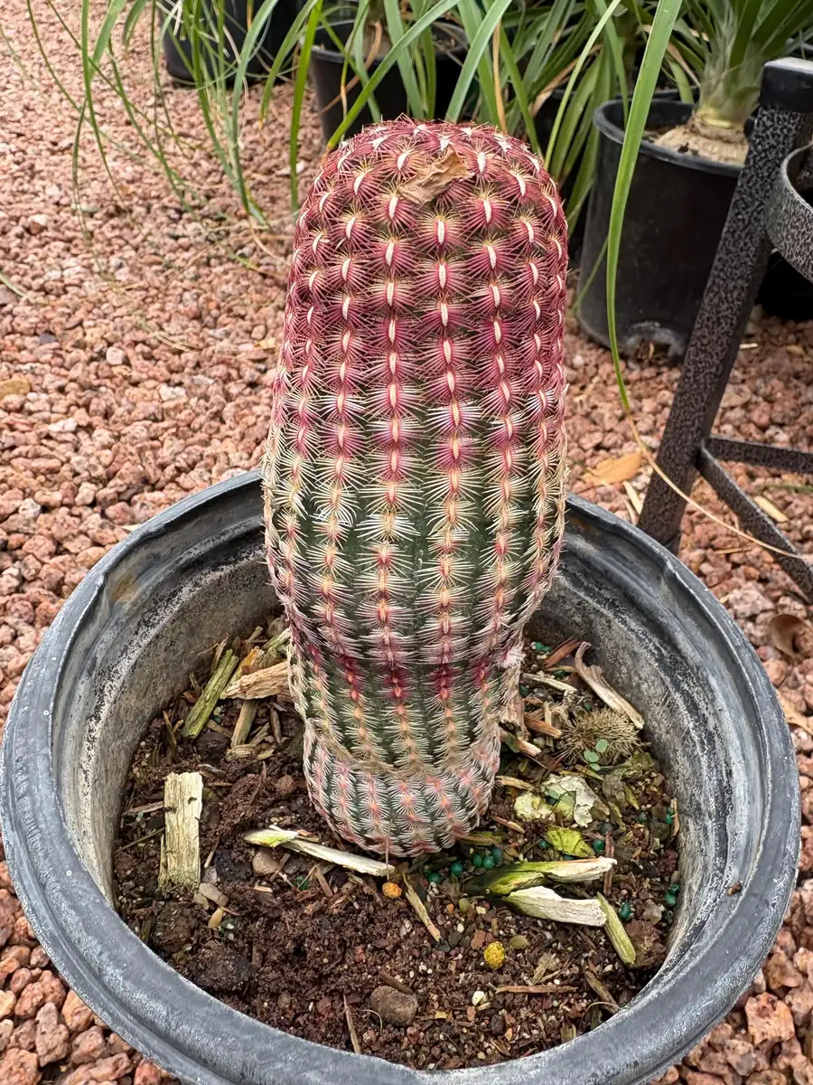 Rainbow Cactus Live Plant – 5 inch Tall – Bare Root Succulent – Indoor/Outdoor - Image 4