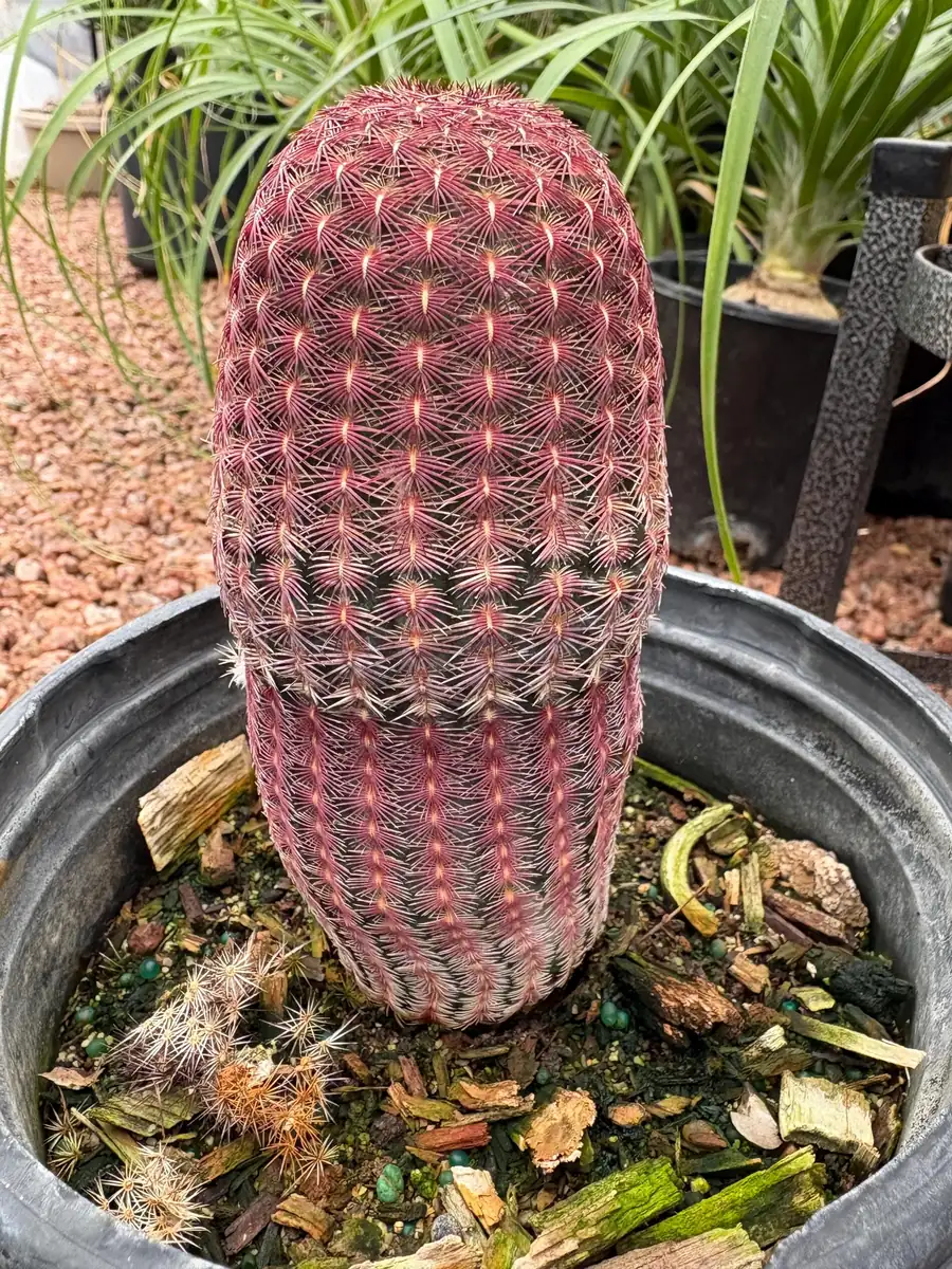 Rainbow Cactus Live Plant – 5 inch Tall – Bare Root Succulent – Indoor/Outdoor - Image 1