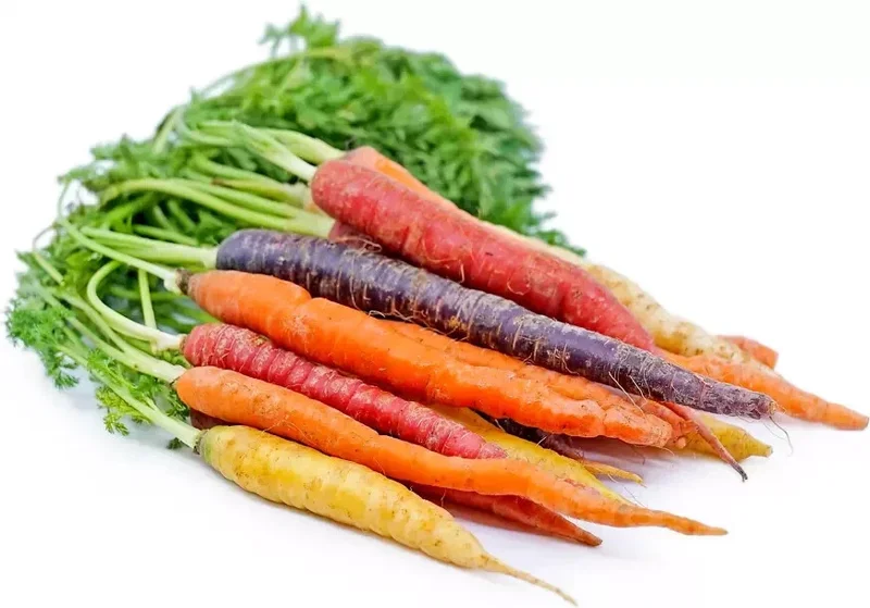 Rainbow Carrot Seeds - 25-35 Count Heirloom Non-GMO Vegetable Seeds for Garden - Image 2