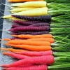 Rainbow Carrot Seeds - 25-35 Count Heirloom Non-GMO Vegetable Seeds for Garden - Image 1