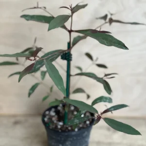 Rainbow Eucalyptus Live Plant - 4 inch Pot - Colorful Bark Tree - Indoor/Outdoor - Image 3