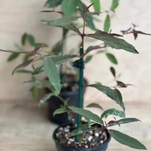 Rainbow Eucalyptus Live Plant - 4 inch Pot - Colorful Bark Tree - Indoor/Outdoor - Image 5