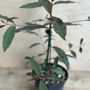 Rainbow Eucalyptus Live Plant - 4 inch Pot - Colorful Bark Tree - Indoor/Outdoor - Image 6