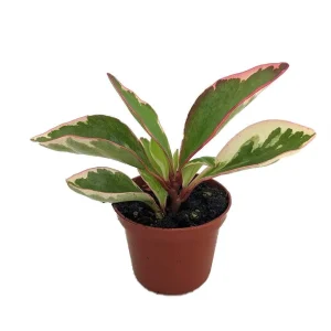 Rainbow Ginny Peperomia Live Plant – 2.5" Pot – Easy Care Houseplant - Image 1