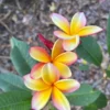 Rainbow Plumeria Unrooted Cutting 10-12 inches - Tropical Fragrant Flower - Image 1