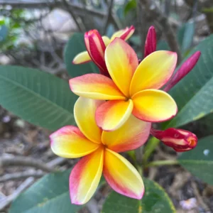 Rainbow Plumeria Unrooted Cutting 10-12 inches - Tropical Fragrant Flower - Image 2