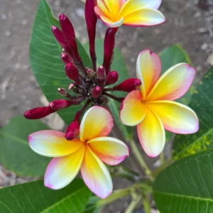 Rainbow Plumeria Unrooted Cutting 10-12 inches - Tropical Fragrant Flower - Image 3