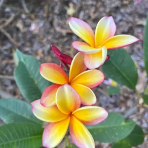 Rainbow Plumeria Unrooted Cutting 10-12 inches - Tropical Fragrant Flower - Image 1