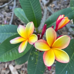 Rainbow Plumeria Unrooted Cutting 10-12 inches - Tropical Fragrant Flower - Image 4