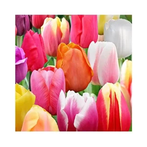 Rainbow Tulip Bulbs - 40 lbs Mixture, 450-500 Bulbs, Zone 2-8, Vibrant Spring Garden Flowers - Image 1