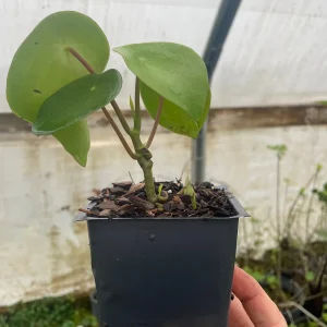 Raindrop Peperomia Live Plant 3.5 inch Pot - Easy Care Indoor Houseplant - Image 2