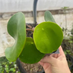 Raindrop Peperomia Live Plant 3.5 inch Pot - Easy Care Indoor Houseplant - Image 3