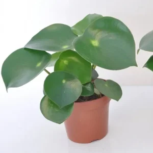 Raindrop Peperomia Live Plant 3.5 inch Pot - Easy Care Indoor Houseplant - Image 1