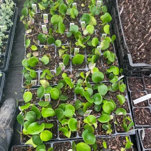 Raindrop Peperomia Live Plant 3.5 inch Pot - Easy Care Indoor Houseplant - Image 4