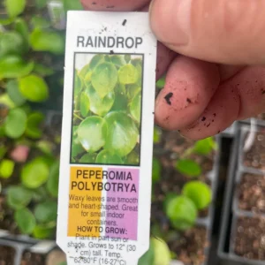 Raindrop Peperomia Live Plant 3.5 inch Pot - Easy Care Indoor Houseplant - Image 5