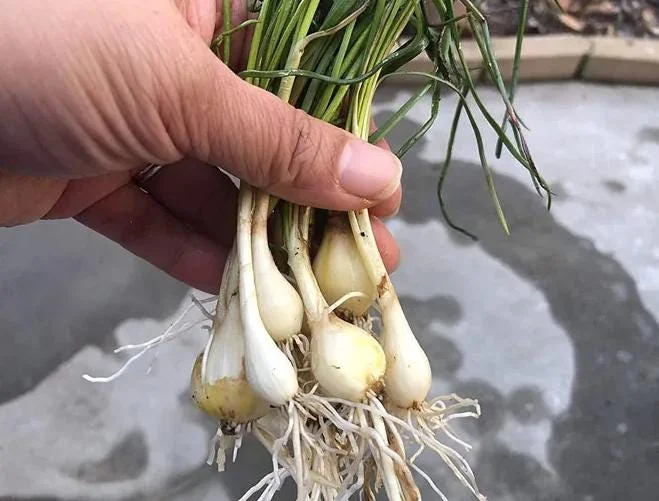 Rakkyo Allium chinense Bulbs – 48 Roots – Edible Herbal Plant - Image 2