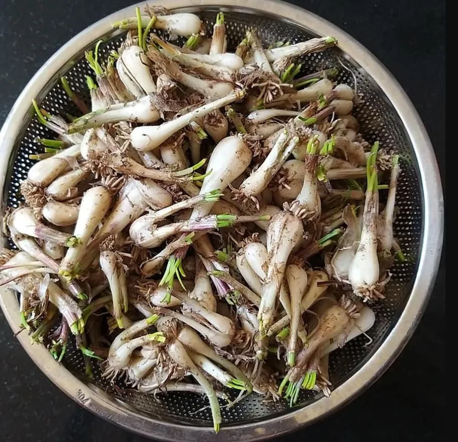 Rakkyo Allium chinense Bulbs – 48 Roots – Edible Herbal Plant - Image 3