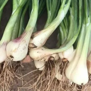 Rakkyo Allium chinense Bulbs – 48 Roots – Edible Herbal Plant - Image 1