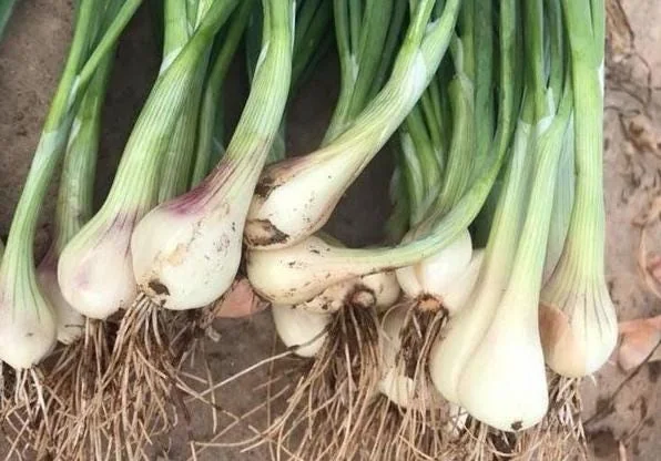 Rakkyo Allium chinense Bulbs – 48 Roots – Edible Herbal Plant - Image 1