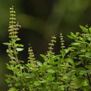 Ram Tulsi Live Plant - Holy Basil (Ocimum sanctum) - Half Gallon Pot - Indoor/Outdoor - Image 1