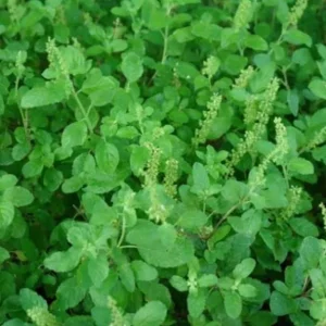 Ram Tulsi Live Plant - Holy Basil (Ocimum sanctum) - Half Gallon Pot - Indoor/Outdoor - Image 2