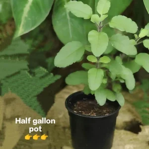 Ram Tulsi Live Plant - Holy Basil (Ocimum sanctum) - Half Gallon Pot - Indoor/Outdoor - Image 3