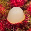 Rambutan Live Plant (Nephelium lappaceum) - Tropical Fruit Tree 2-3 ft - Image 1