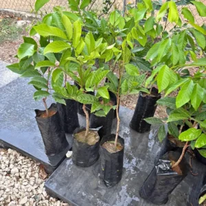 Rambutan Live Plant (Nephelium lappaceum) - Tropical Fruit Tree 2-3 ft - Image 2