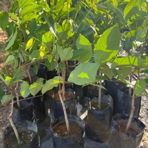 Rambutan Live Plant (Nephelium lappaceum) - Tropical Fruit Tree 2-3 ft - Image 3