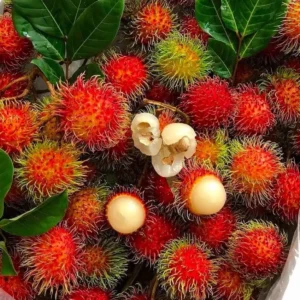 Rambutan Live Plant (Nephelium lappaceum) - Tropical Fruit Tree 2-3 ft - Image 4