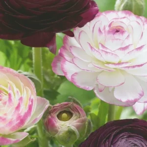 Ranunculus Flower Bulbs 12 Pink Picotee Corms for Garden & Wedding Bouquets - Image 3