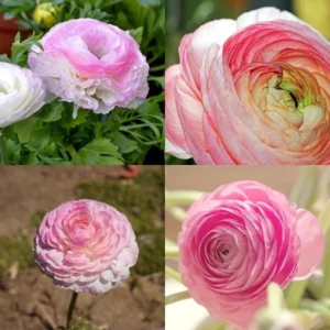 Ranunculus Flower Bulbs 12 Pink Picotee Corms for Garden & Wedding Bouquets - Image 4