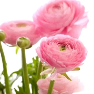 Ranunculus Flower Bulbs - 15 Pink Corms - Perennial Buttercup for Garden - Image 1
