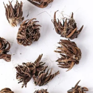 Ranunculus Flower Bulbs - 15 Pink Corms - Perennial Buttercup for Garden - Image 7