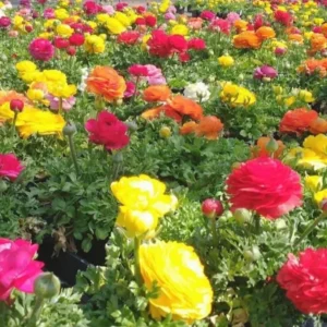 Ranunculus Flower Bulbs - 15 Rainbow Mix Corms - Perennial Flowers for Garden - Image 10