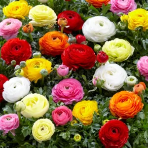 Ranunculus Flower Bulbs - 15 Rainbow Mix Corms - Perennial Flowers for Garden - Image 2