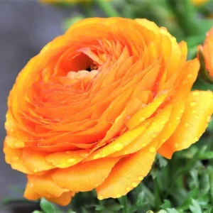 Ranunculus Flower Bulbs - 15 Rainbow Mix Corms - Perennial Flowers for Garden - Image 7