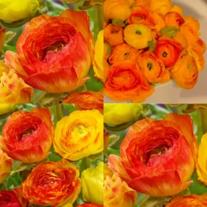 Ranunculus Flower Bulbs - 16 Orange Picotee Corms for Garden & Wedding - Image 2