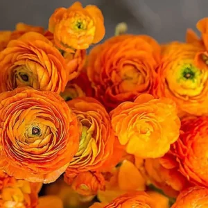 Ranunculus Flower Bulbs - 16 Orange Picotee Corms for Garden & Wedding - Image 5