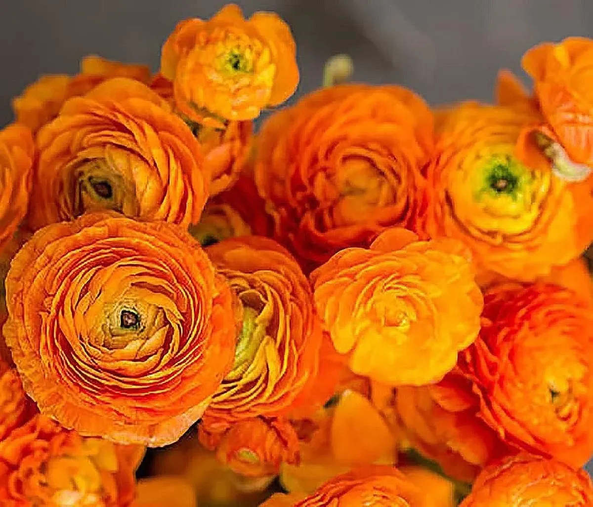 Ranunculus Flower Bulbs - 16 Orange Picotee Corms for Garden & Wedding - Image 5