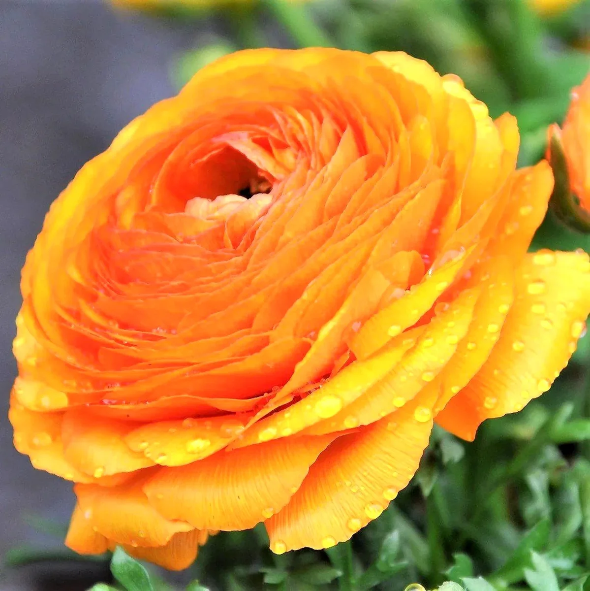 Ranunculus Flower Bulbs - 16 Orange Picotee Corms for Garden & Wedding - Image 7