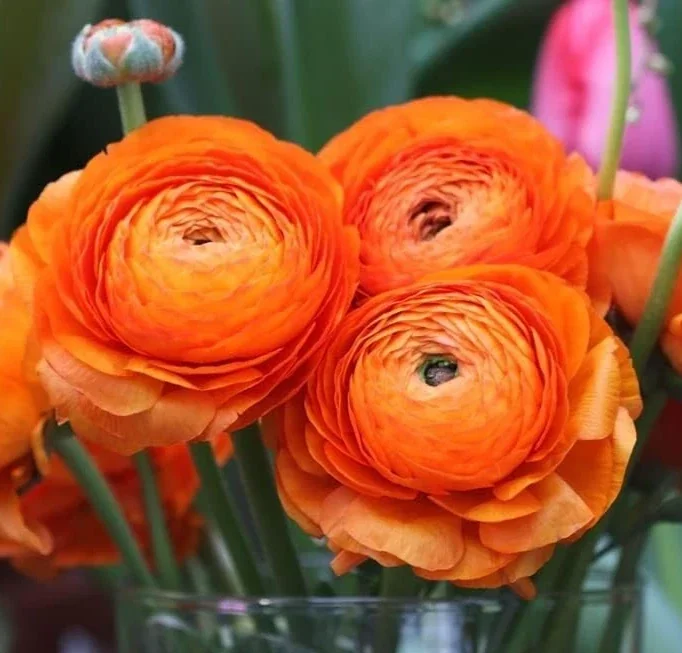 Ranunculus Flower Bulbs - 16 Orange Picotee Corms for Garden & Wedding - Image 8