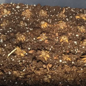 Ranunculus Flower Bulbs - 16 Orange Picotee Corms for Garden & Wedding - Image 9