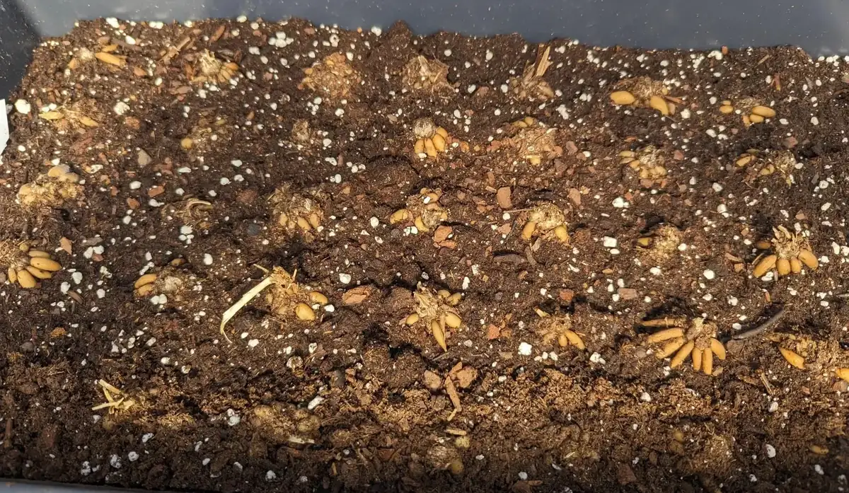 Ranunculus Flower Bulbs - 16 Orange Picotee Corms for Garden & Wedding - Image 9