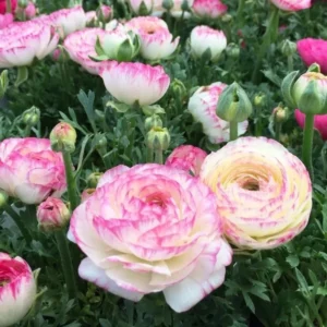 Ranunculus Flower Bulbs 16 Pink Picotee Corms - Perennial Peony-like Flowers for Garden & Bouquets - Image 2