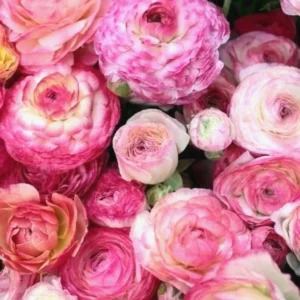 Ranunculus Flower Bulbs 16 Pink Picotee Corms - Perennial Peony-like Flowers for Garden & Bouquets - Image 5