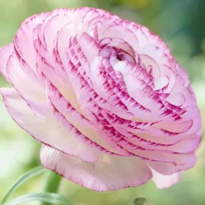 Ranunculus Flower Bulbs 16 Pink Picotee Corms - Perennial Peony-like Flowers for Garden & Bouquets - Image 6